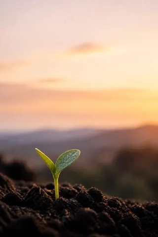 A seedling rising from dark soil at sunrise