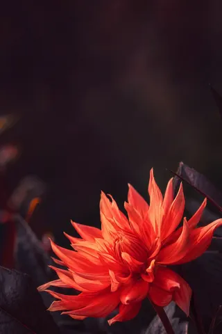 A bright red dahlia against a dark background