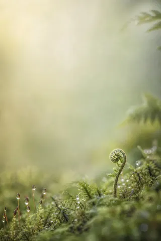 A new fern frond uncurling in soft green light